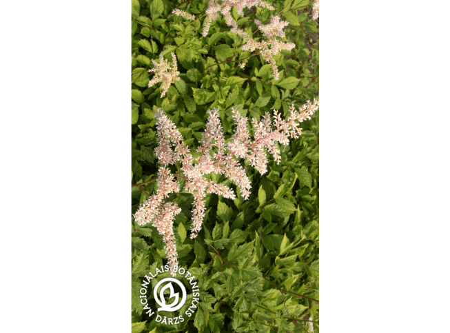 Astilbe × arendsii   'Vaidava'